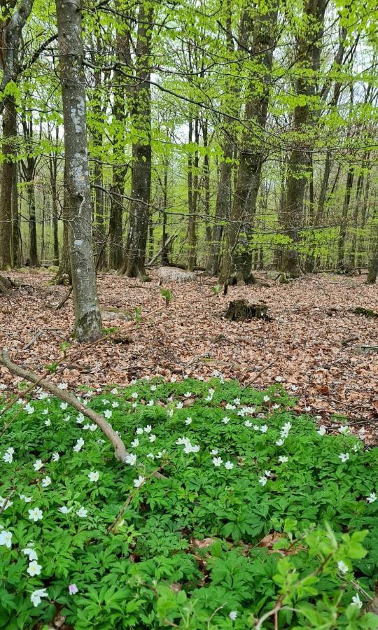 Lill Hagahus, Soederasens Nationalpark Villa Kagerod Luaran gambar